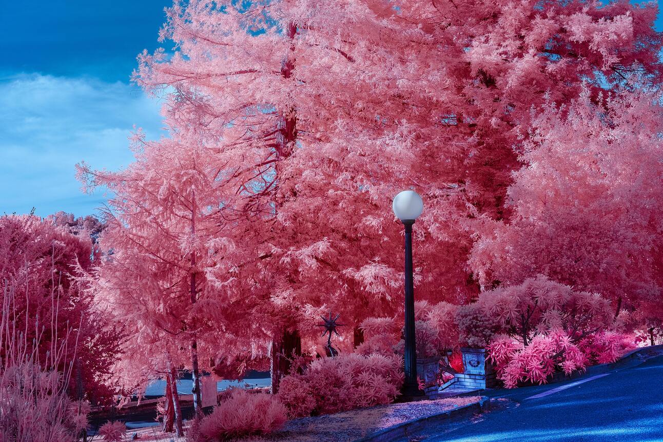 Infrared Garden by Gallerya Community