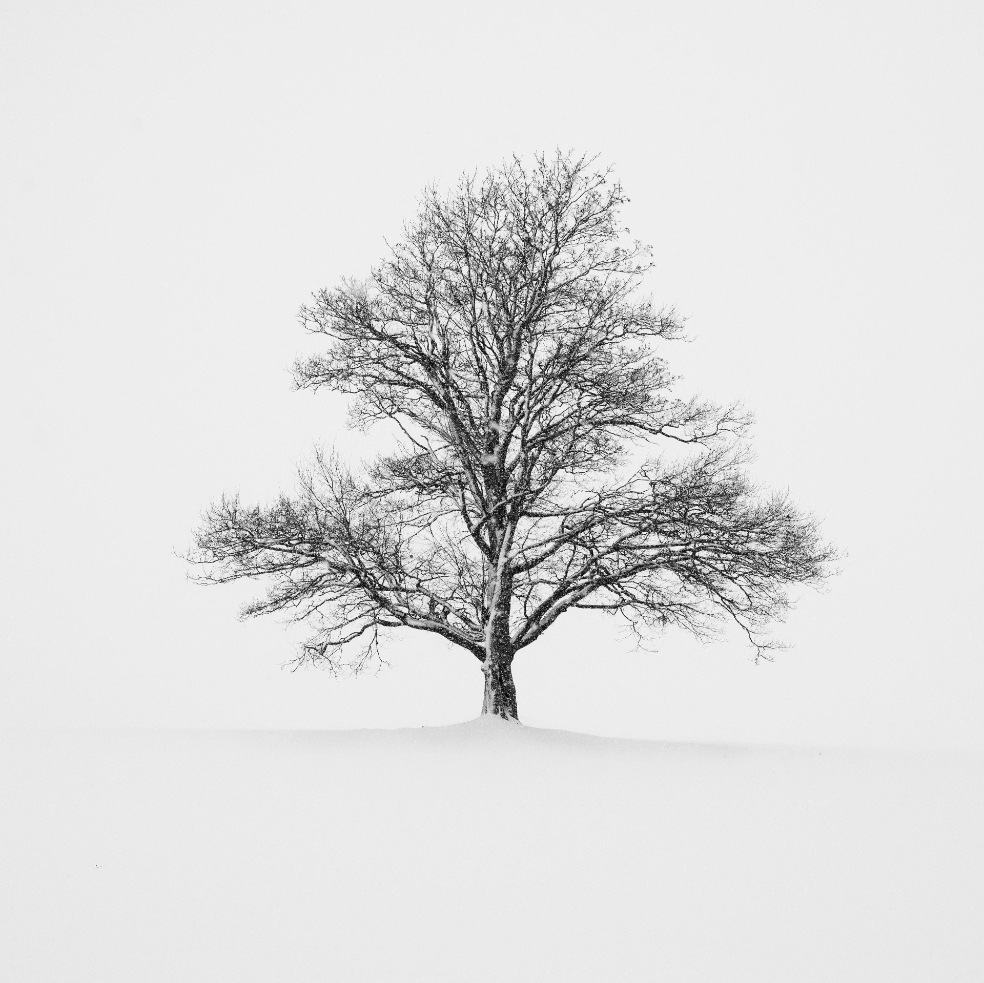 Winter Solitude by Gallerya Community