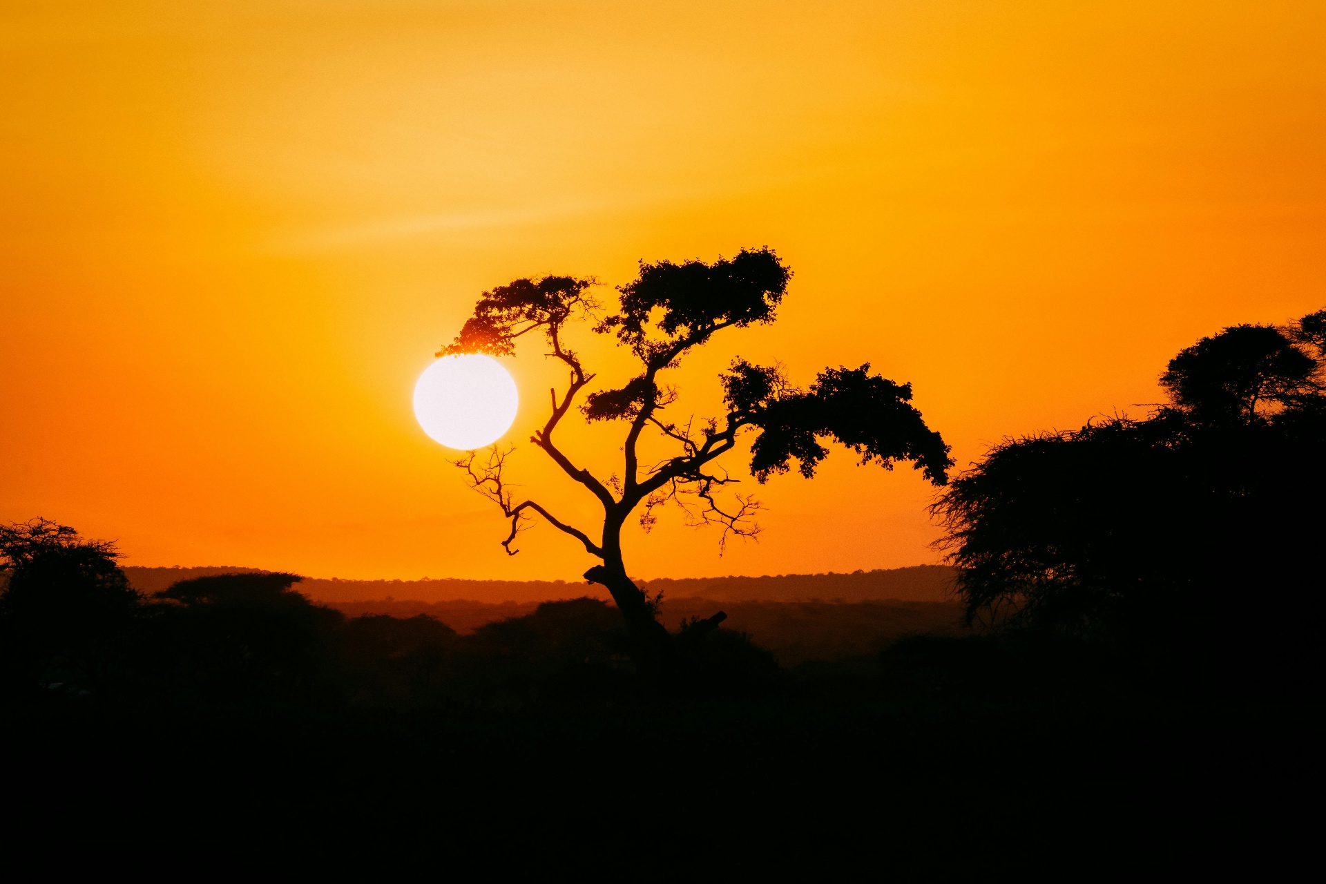 Savanna Sun by Gallerya Community