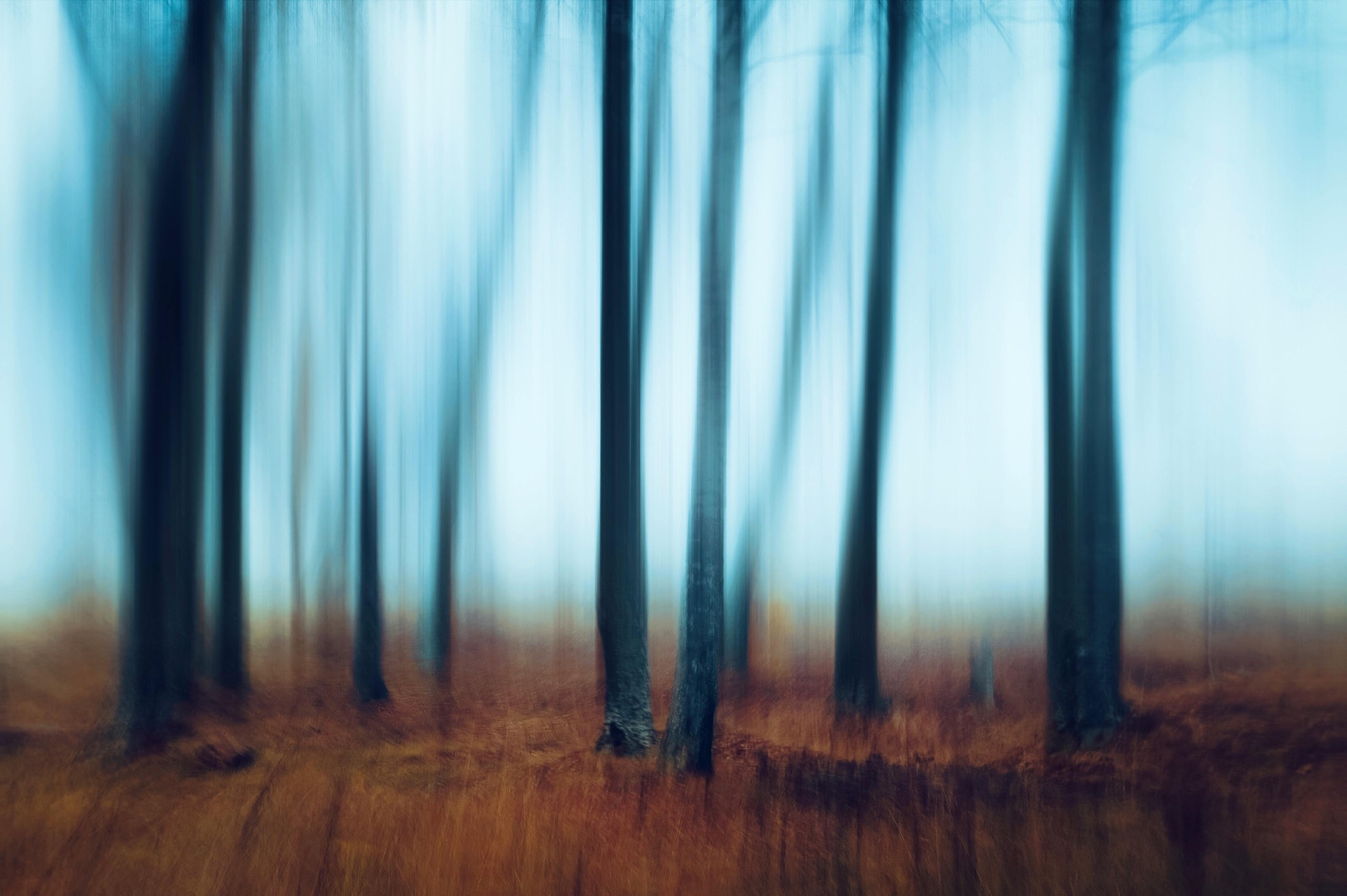 Blue Forest Drift by Gallerya Community