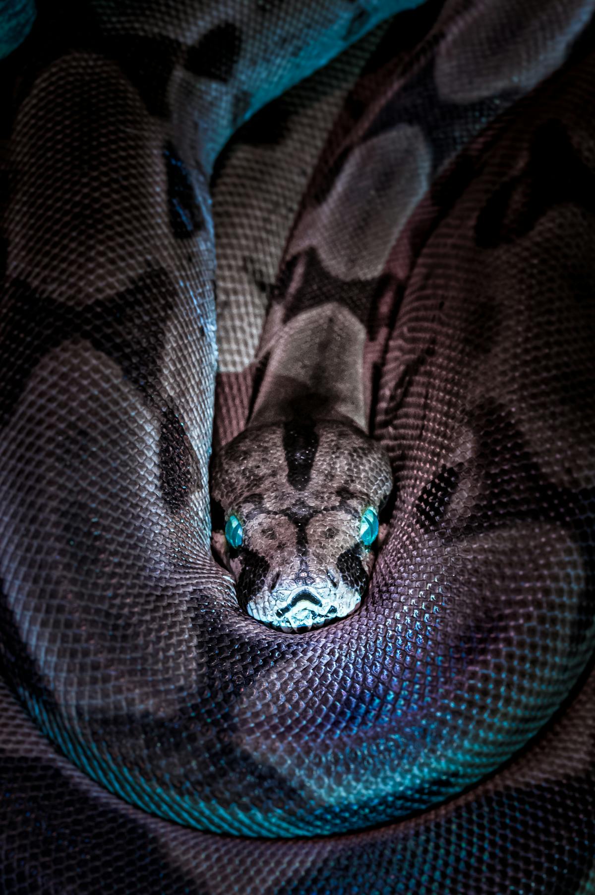 Eyes of the Coiled King by Gallerya Community