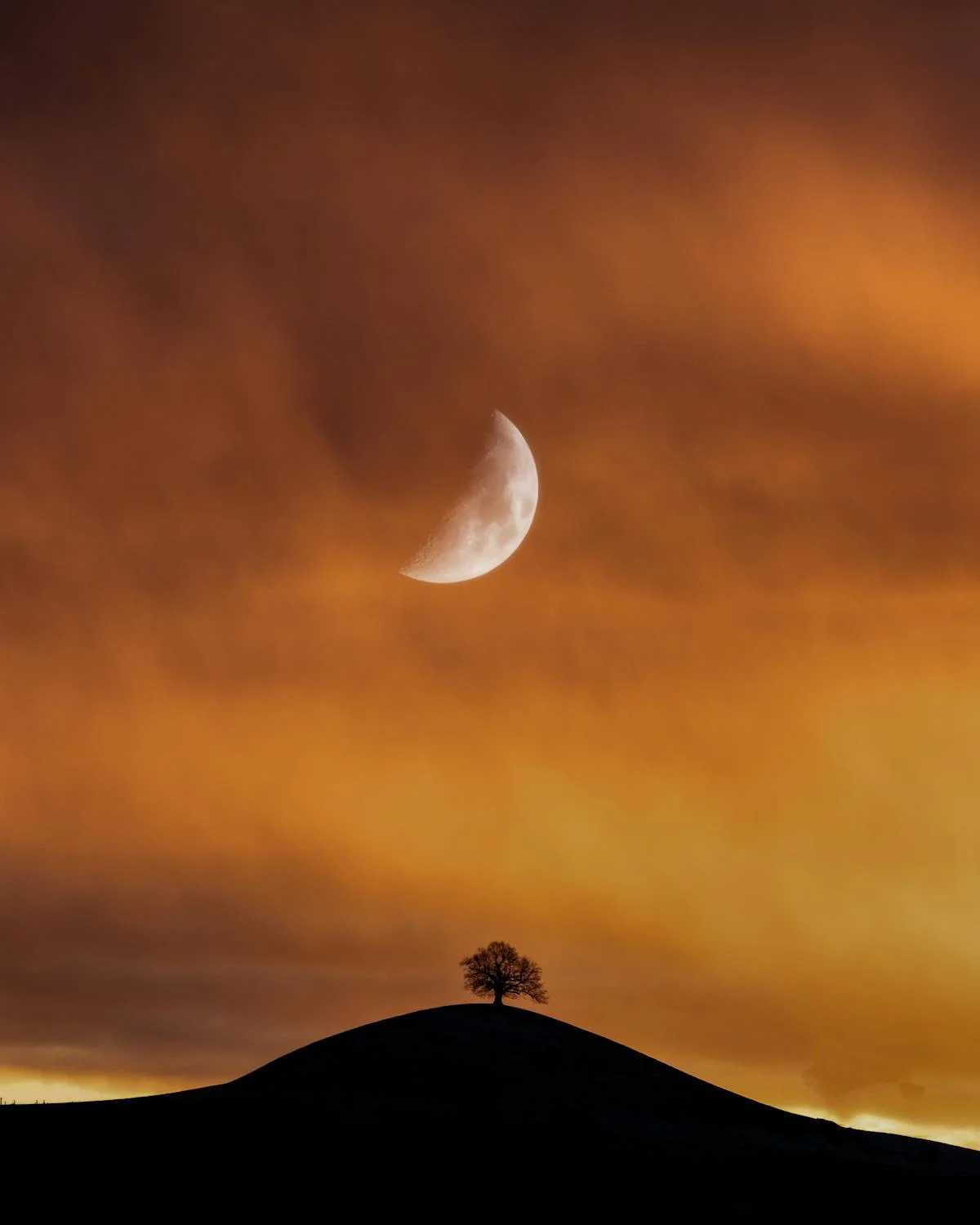 The Tree That Holds the Moon by Gallerya Community