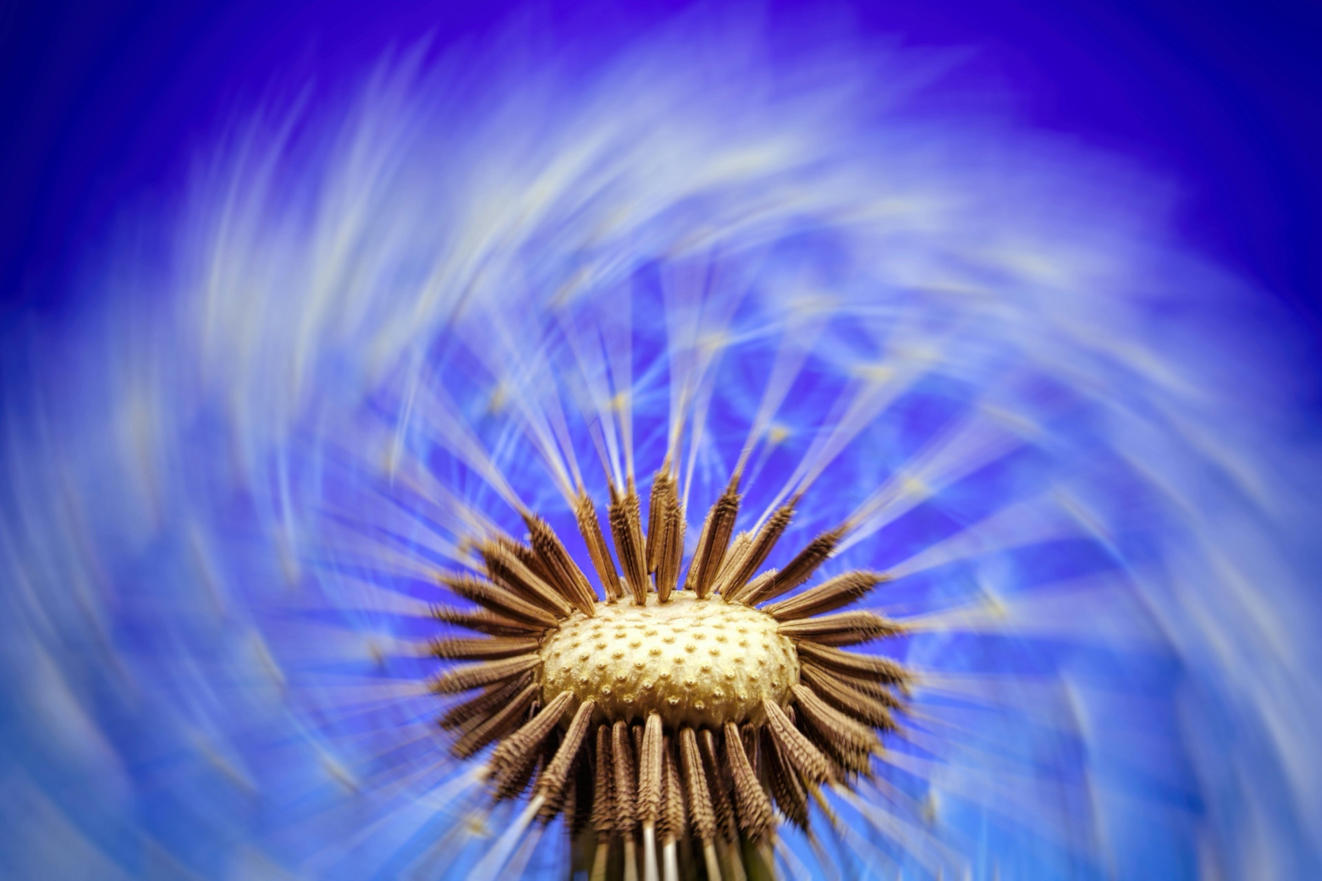Dandelion in Motion by Gallerya Community