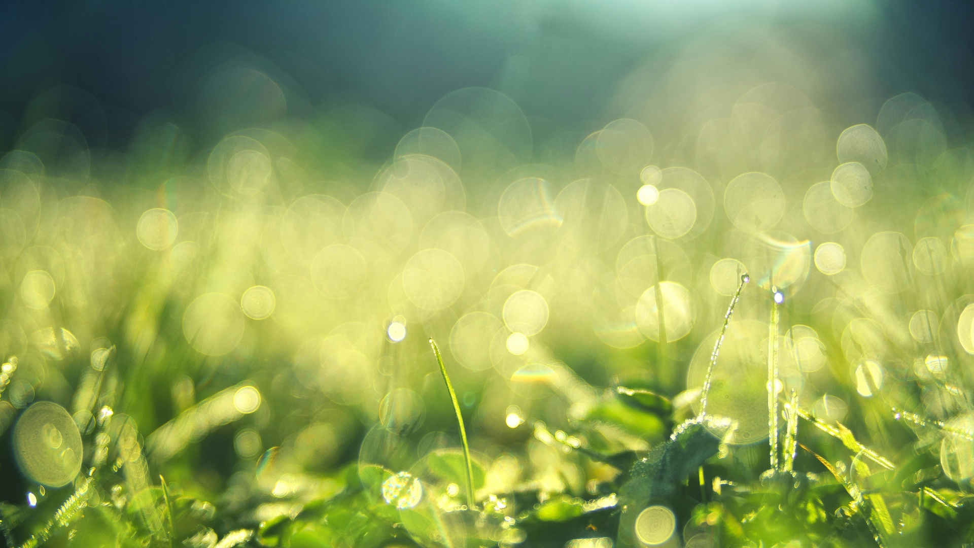 Morning Dew, Backlit Grass by Gallerya Community