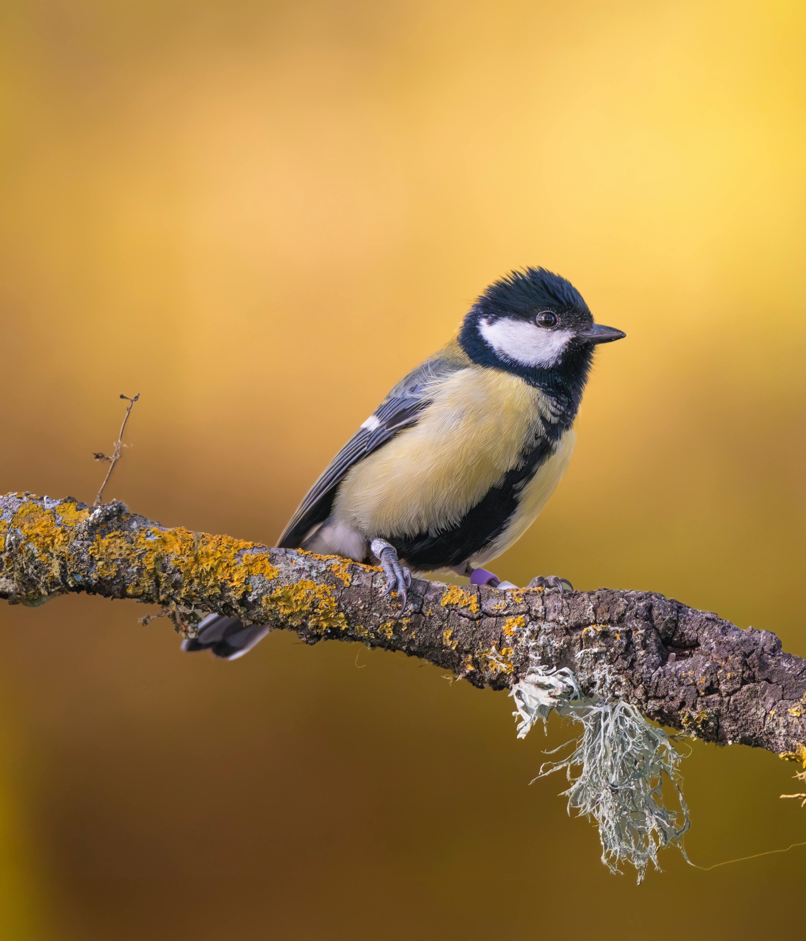 Great Tit on Lichen Branch by Gallerya Community