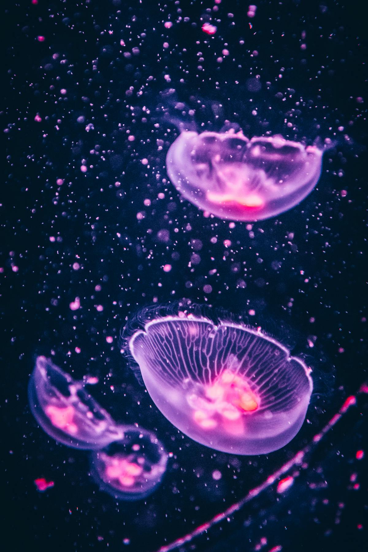 Lanterns of the Deep by Gallerya Community