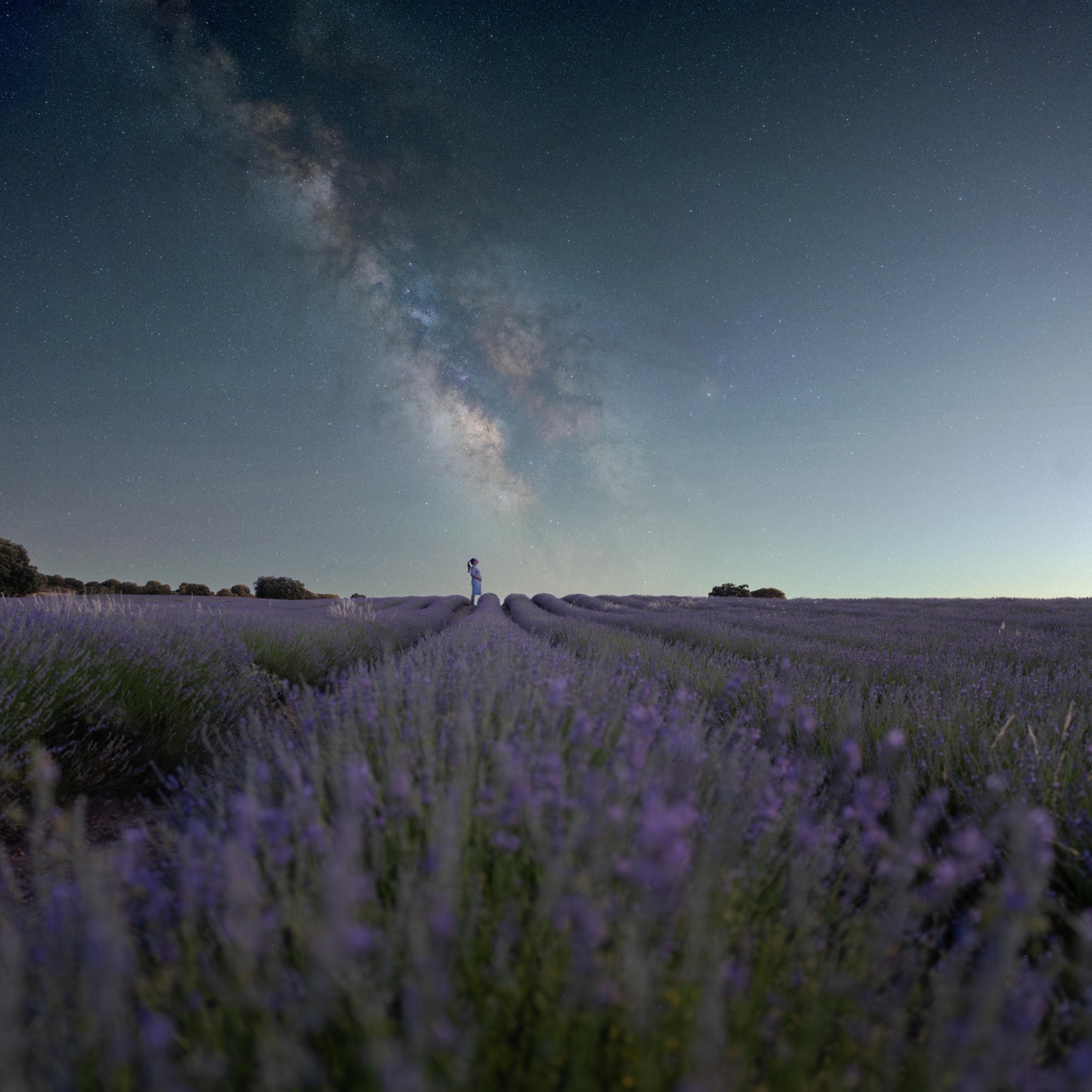 Lavender Under Stars by Gallerya Community