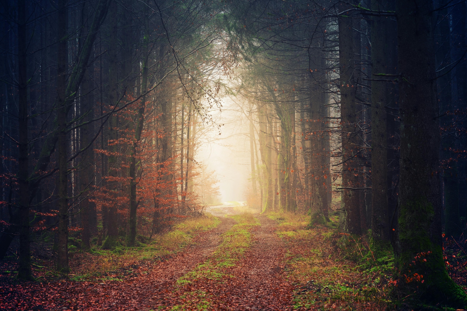 Path Through the Mist by Gallerya Community