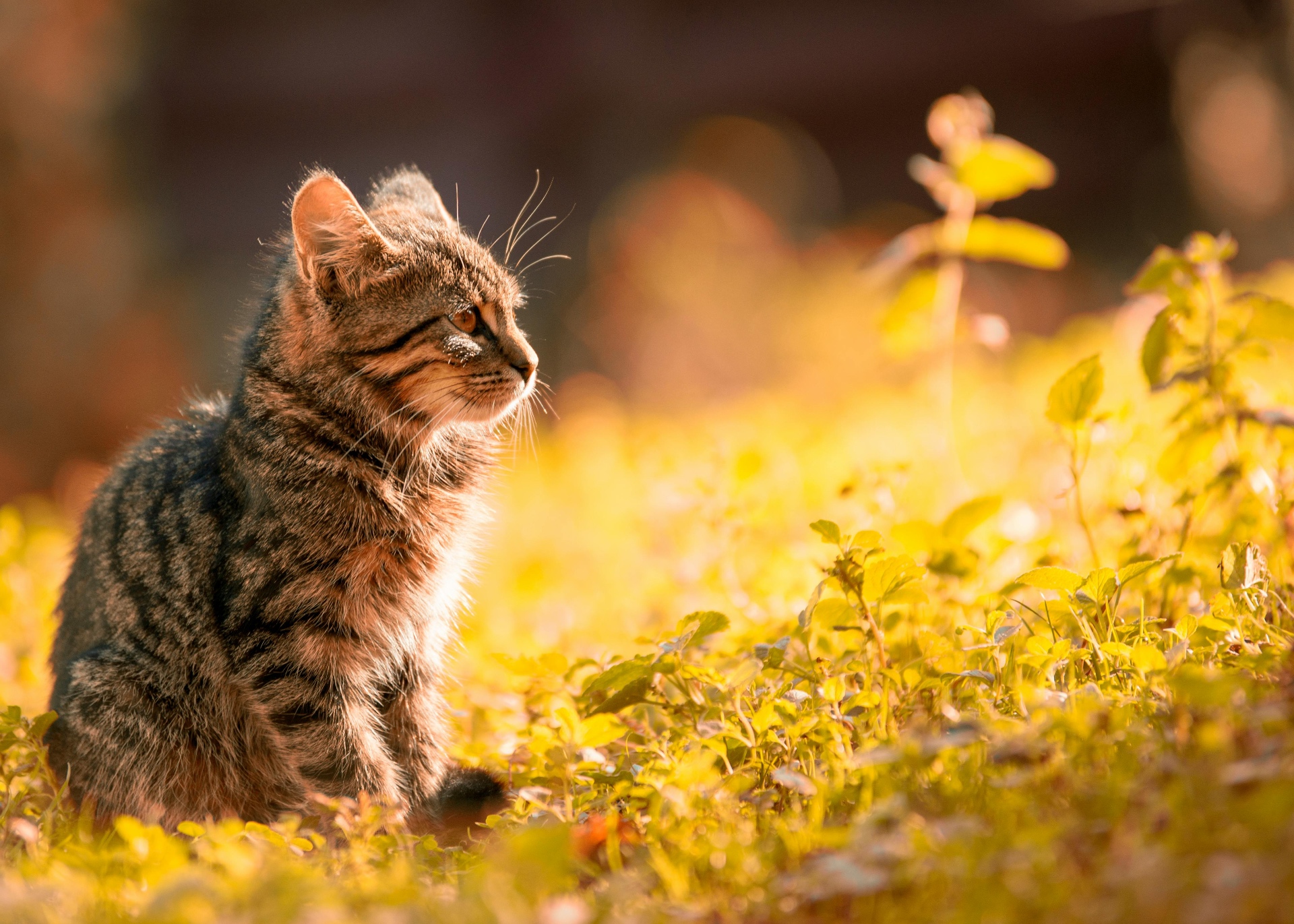 Small Hunter, Golden Hour by Gallerya Community