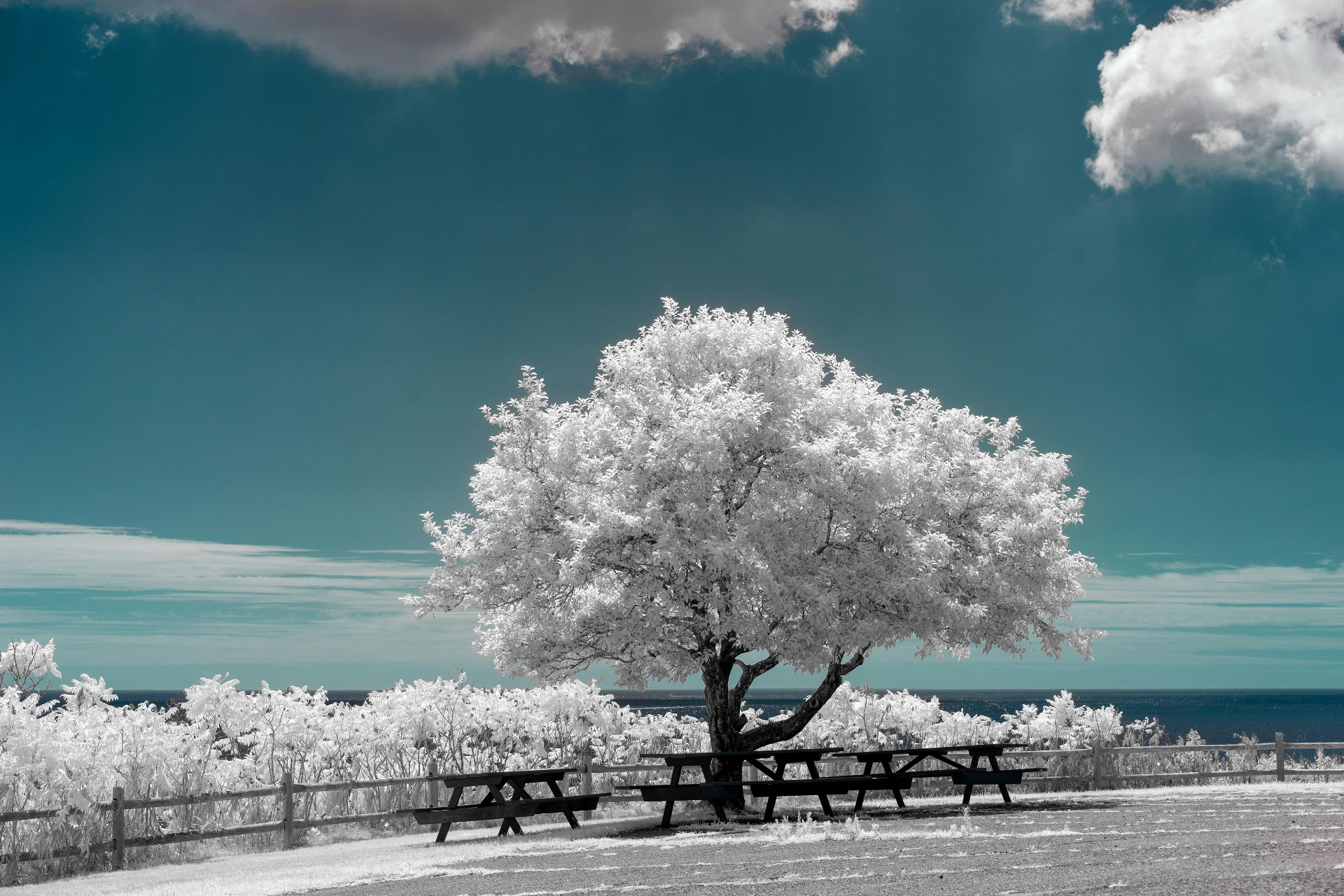 A Summer Seen in Reverse by Gallerya Community